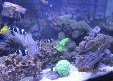 Zwiedzanie rafy koralowej