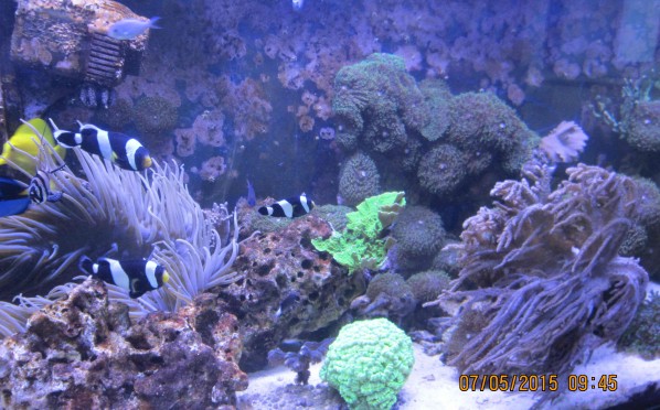 Zwiedzanie rafy koralowej