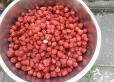 Szypułkowanie truskawek