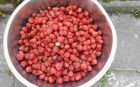 Szypułkowanie truskawek