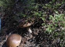 Grzybobranie – 01.09.2016