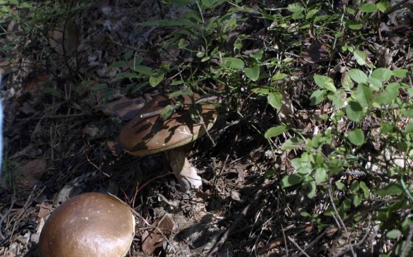 Grzybobranie – 01.09.2016