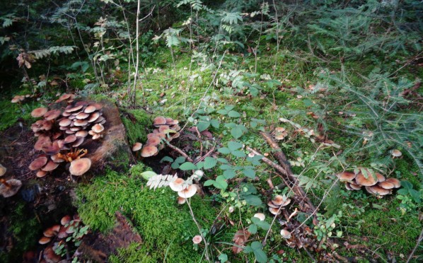 26.09.2017 Grzybobranie