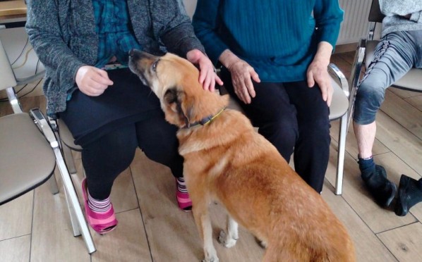 2022-10-04 | Dogoterapia