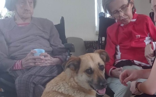 2023-06-06 | Dogoterapia