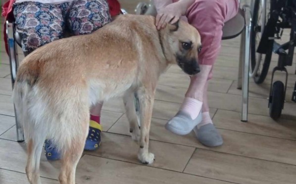 2023-07-03 | Dogoterapia