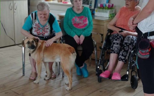 2023-07-27 | Dogoterapia