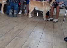 2023-10-12 | Dogoterapia