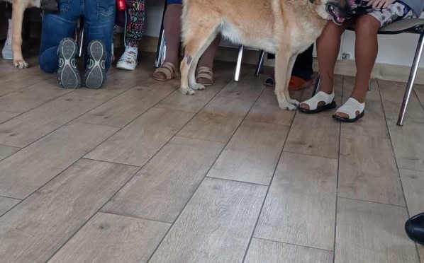 2023-10-12 | Dogoterapia