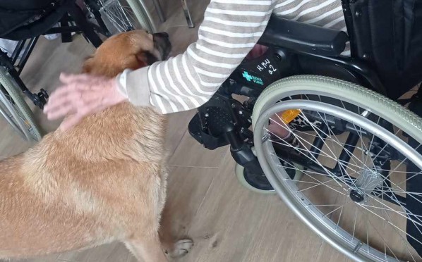 2024-02-28 | Dogoterapia