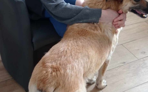 2024-06-14 | Dogoterapia