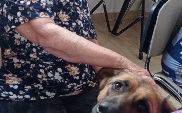 2024-07-24 | Dogoterapia