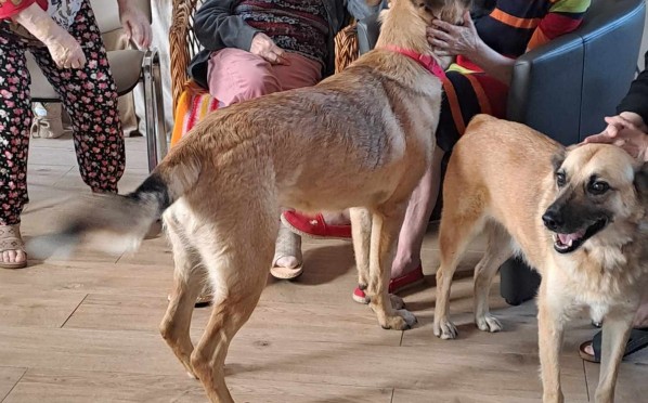 2024-09-11 Dogoterapia