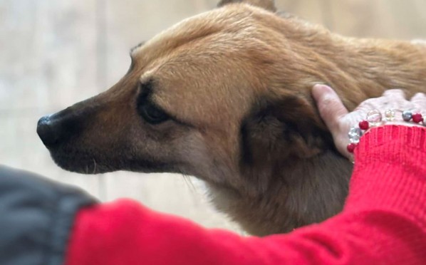 2025-03-19 Dogoterapia