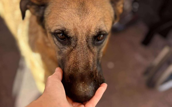 2025-08-20 Dogoterapia