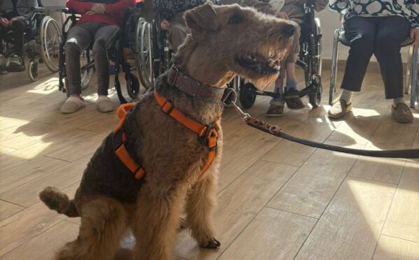 2026-02-24 Dogoterapia