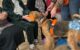 2026-04-14 Dogoterapia