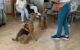 2026-01-09 Dogoterapia